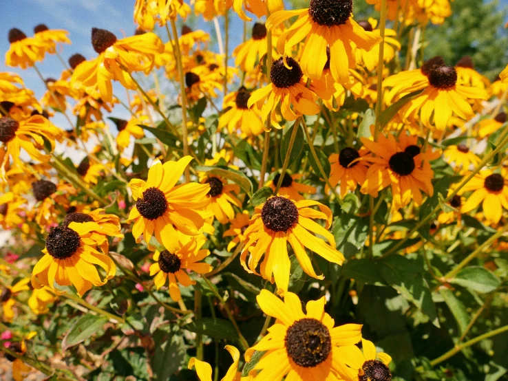 a bunch of yellow flowers next to some rocks