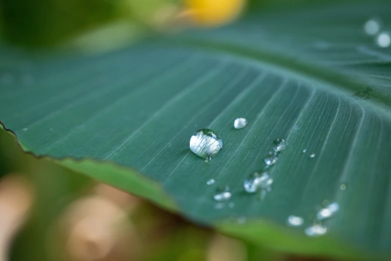 raindrops on a green leaf with yellow flowers