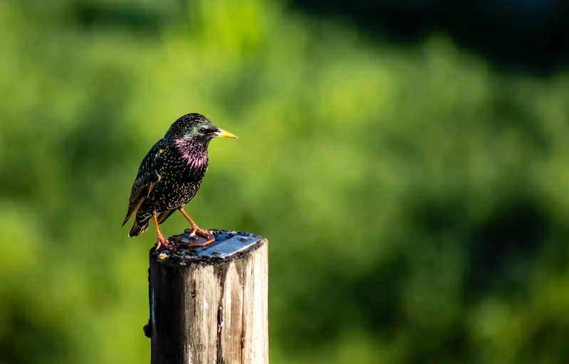 a small bird perched on top of a piece of wood