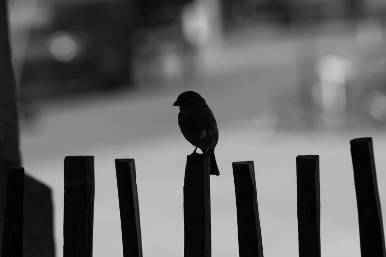 a small bird on top of a fence