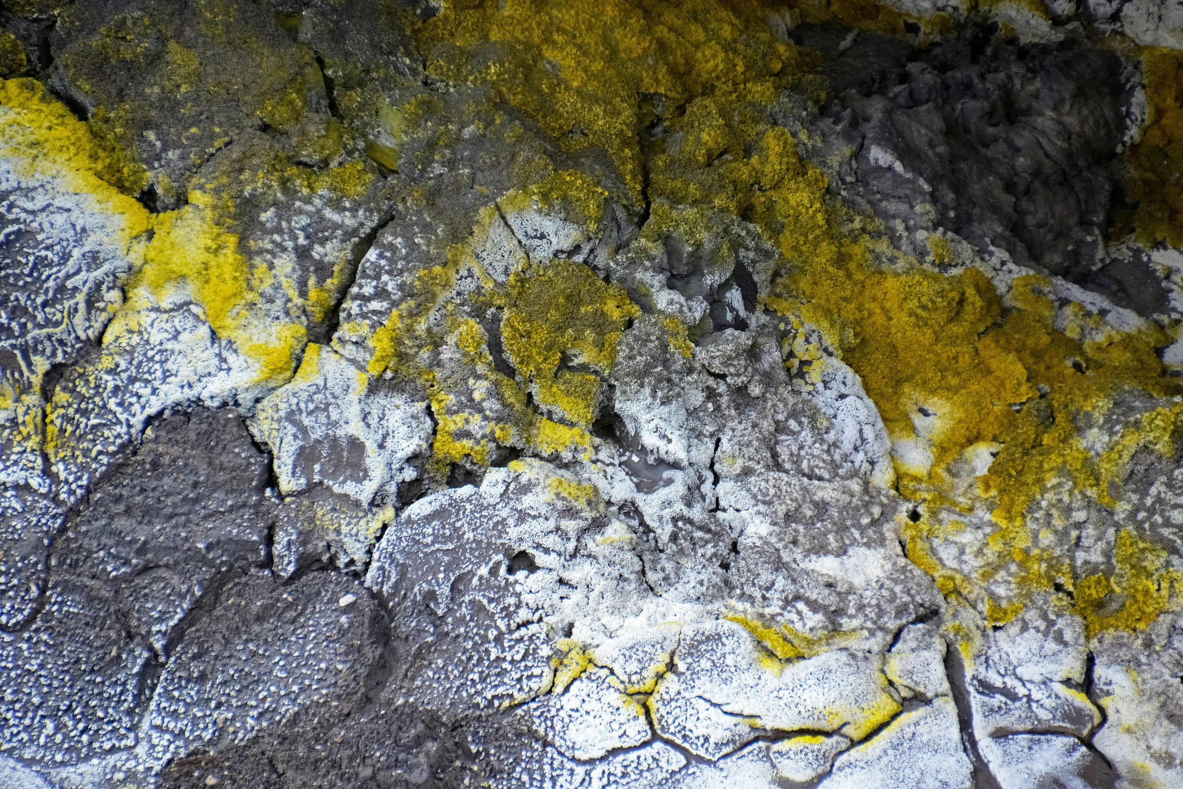 yellow and gray moss growing on an old, weathered surface