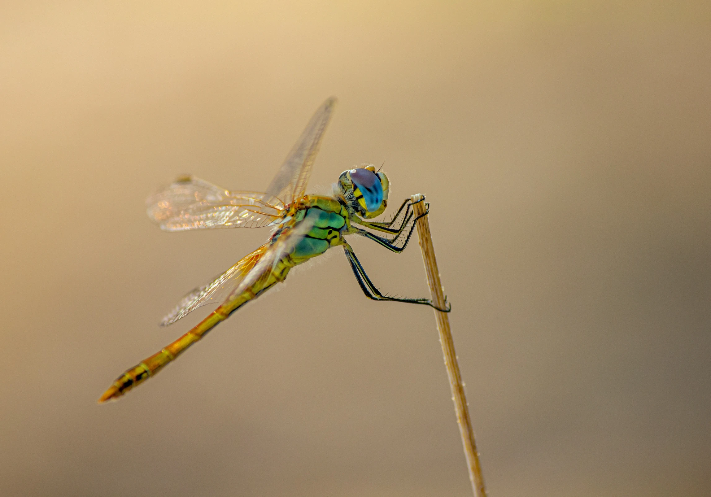 the beautiful blue and yellow dragonfly is standing on top of a stick