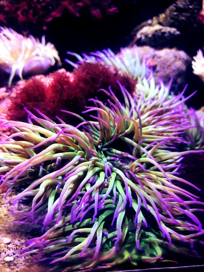an aquarium tank filled with algaes and purple things