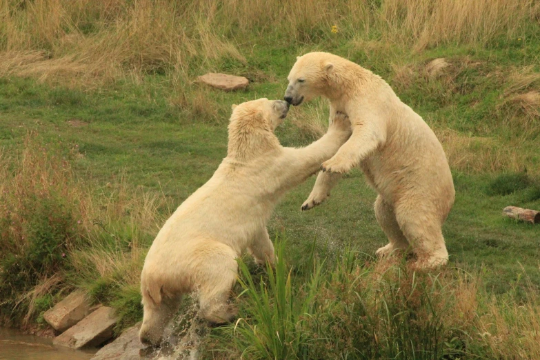 two bears, one with its front legs in the air