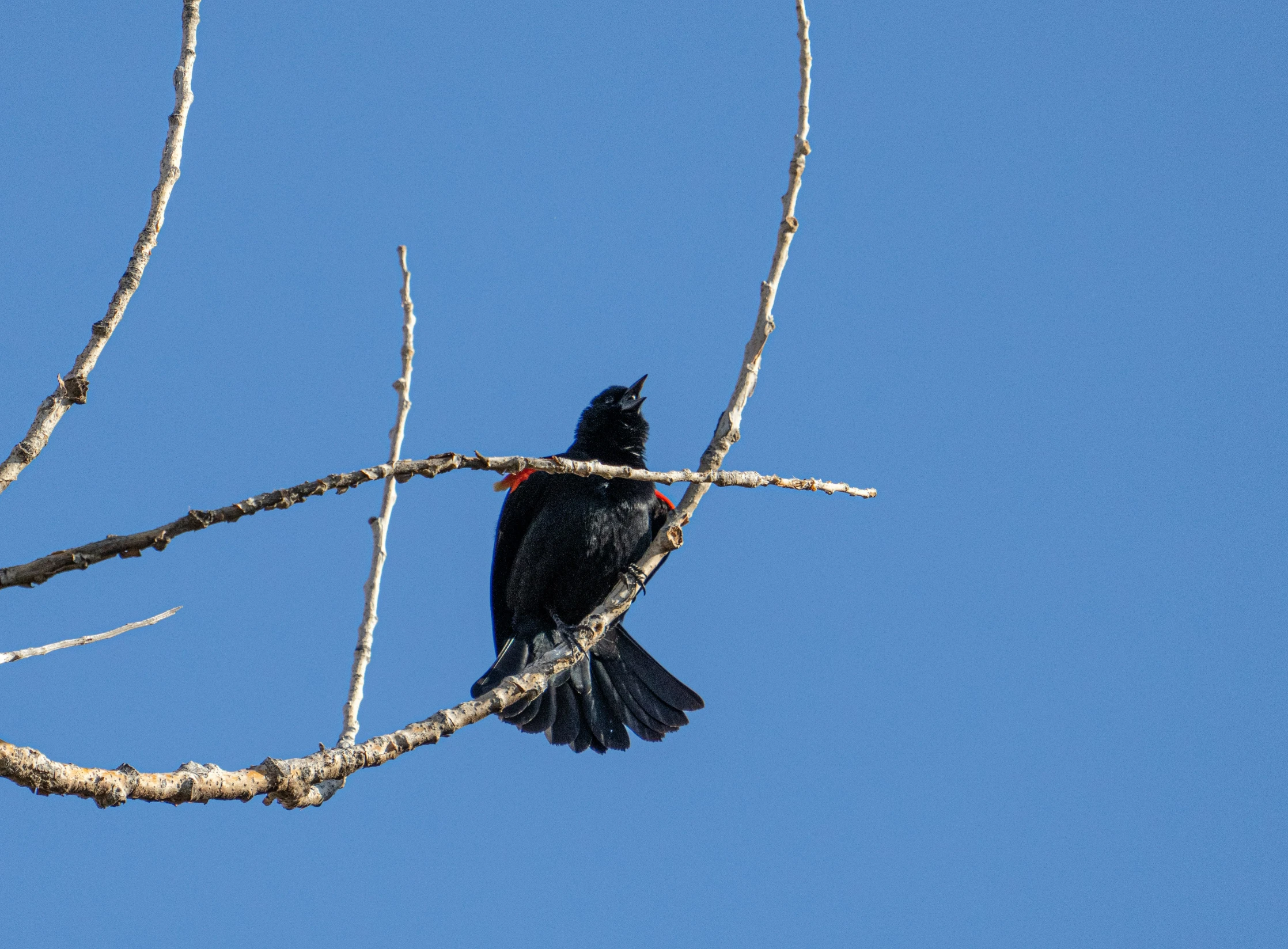 black bird with bright red head sitting on the nches