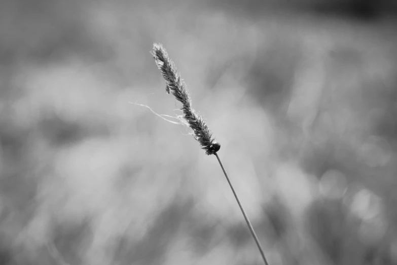 a tall brown plant with a bug on it's blade