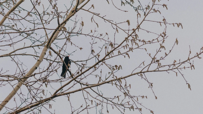 two birds perched on nches of a tree