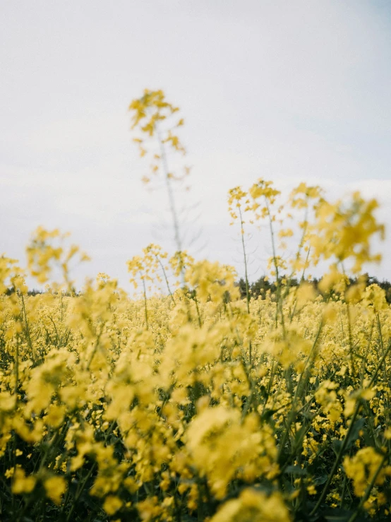 a black bear sitting in the middle of a field of tall grass