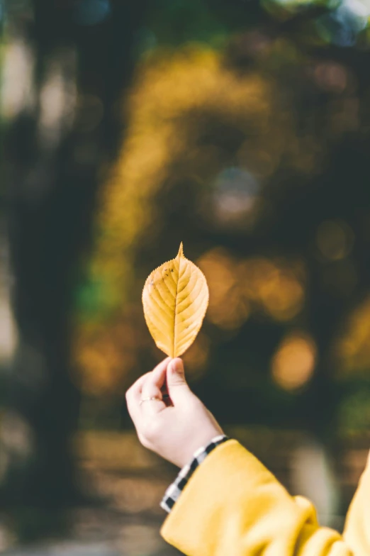 a leaf is being held in the air by someone