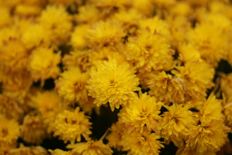 a close up po of yellow flowers