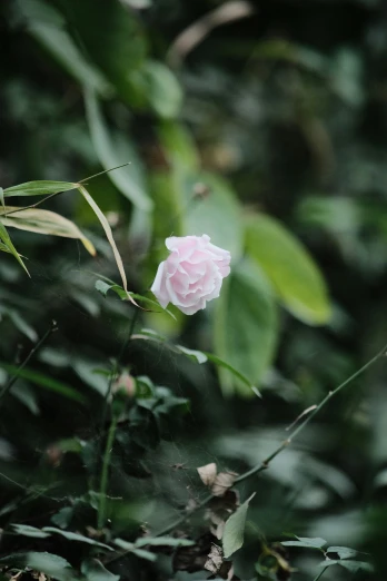 a pink rose in the middle of a grassy field