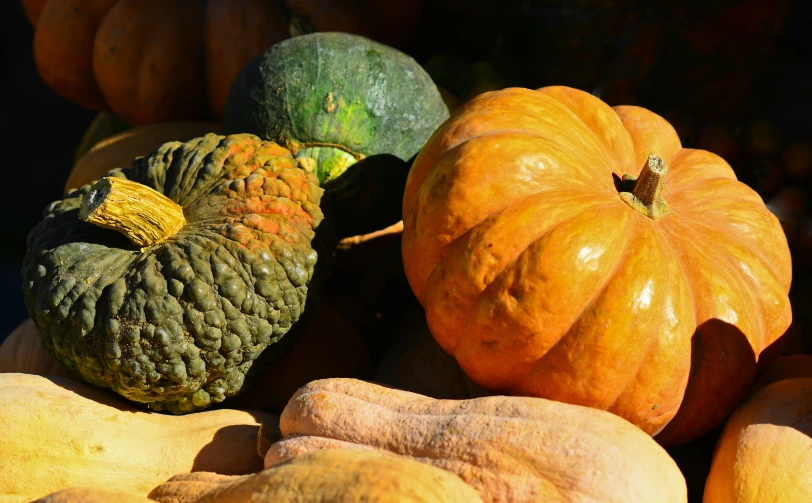 a variety of pumpkins arranged on top of each other