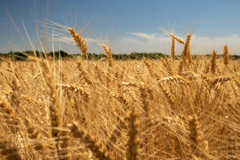 there is an up close picture of a field of wheat