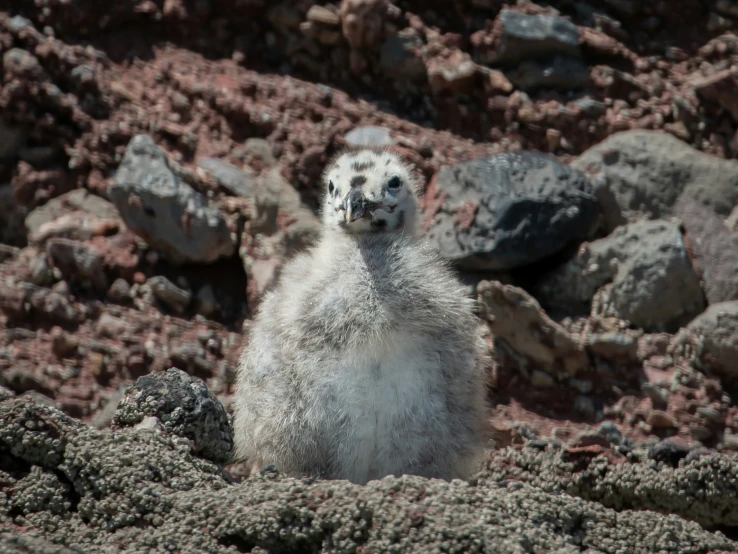 a white animal standing on rocks in the desert