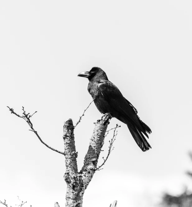 black bird perched on nch against cloudy sky