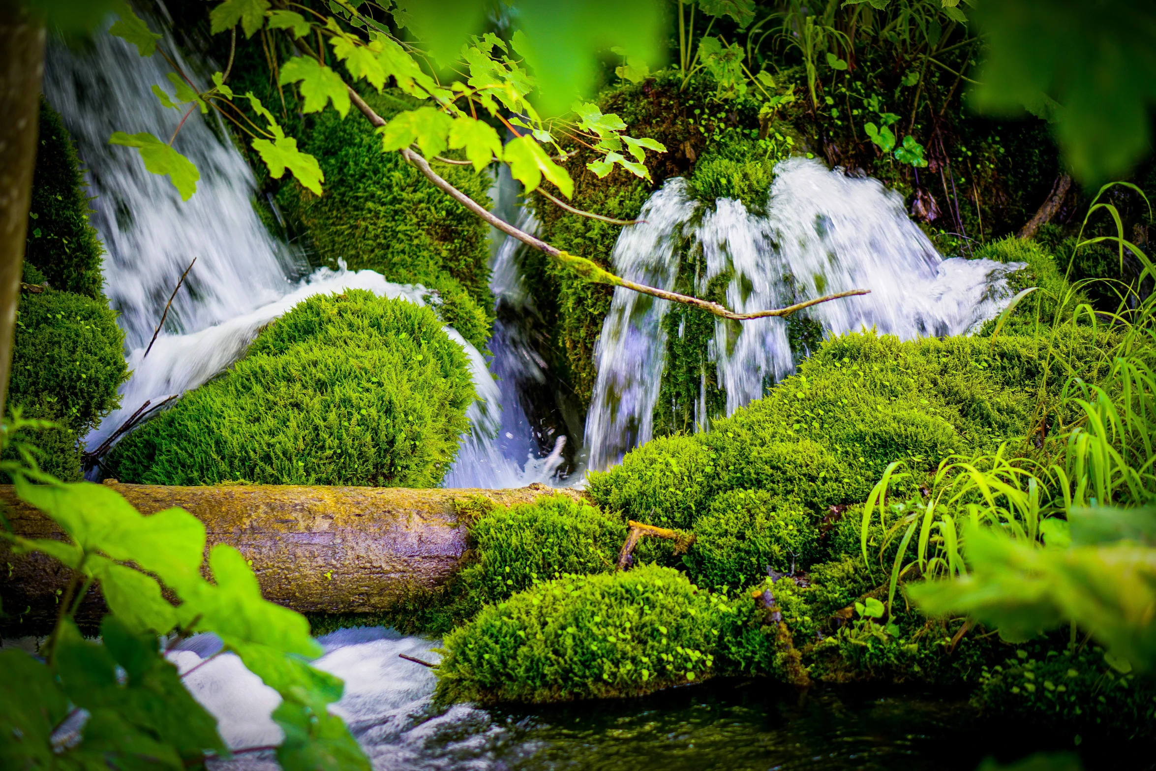 green moss growing around a waterfall in a forest