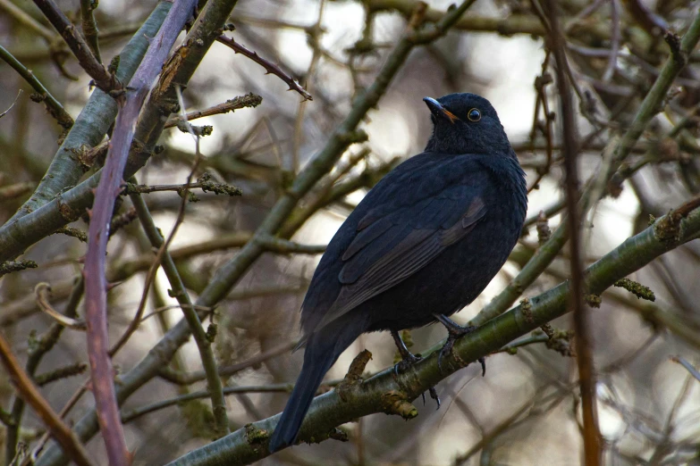 a black bird on top of a tree nch