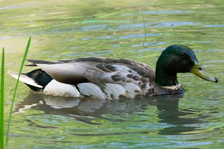 the mallard duck is swimming in the green water