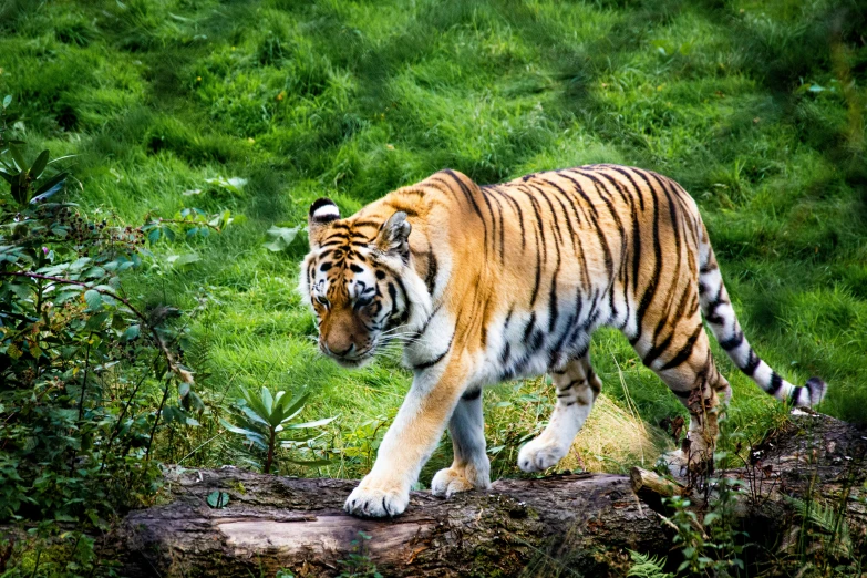 a tiger walking on top of a log in the middle of the forest