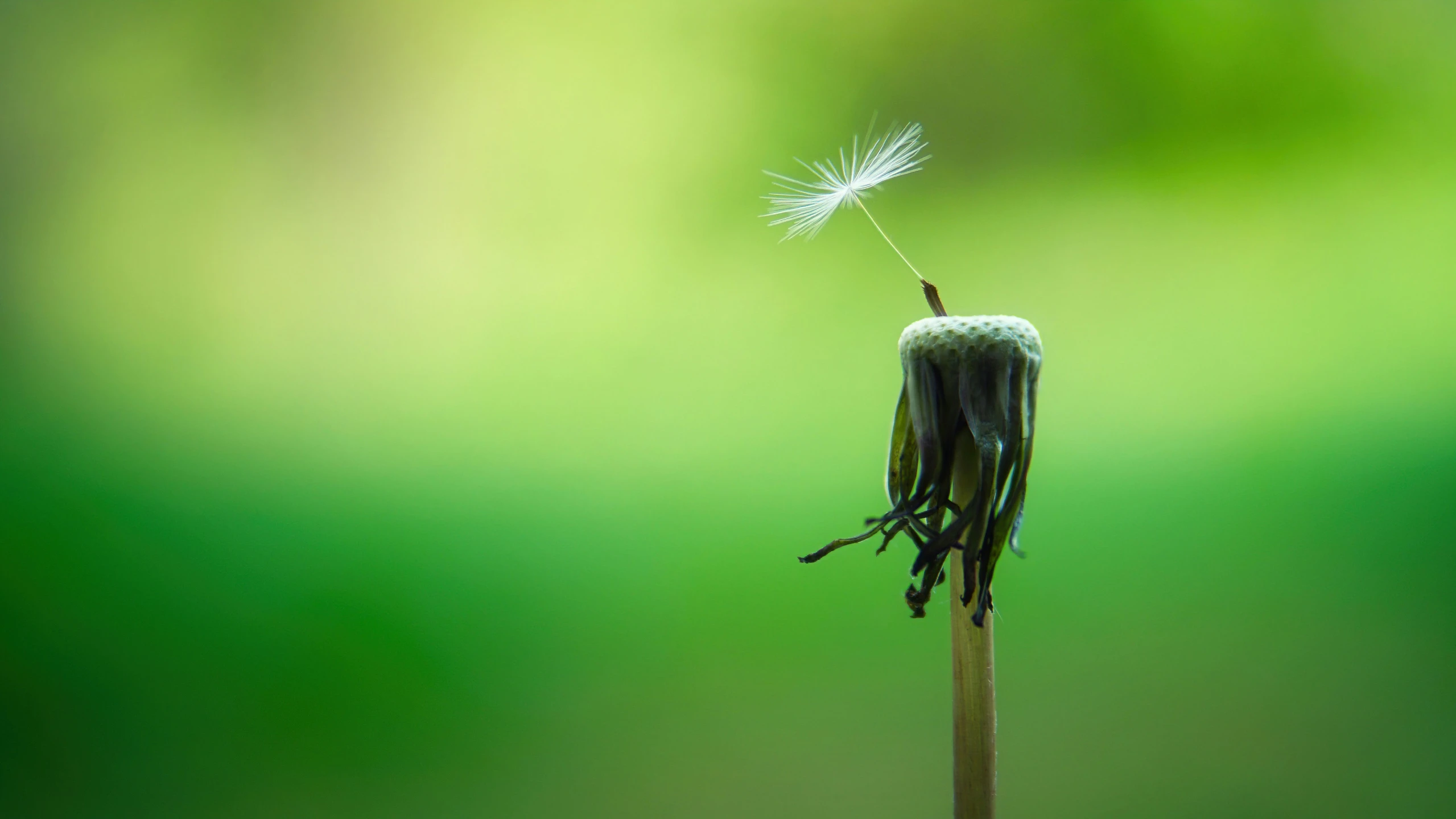 a dandelion flower with wind blowing from it