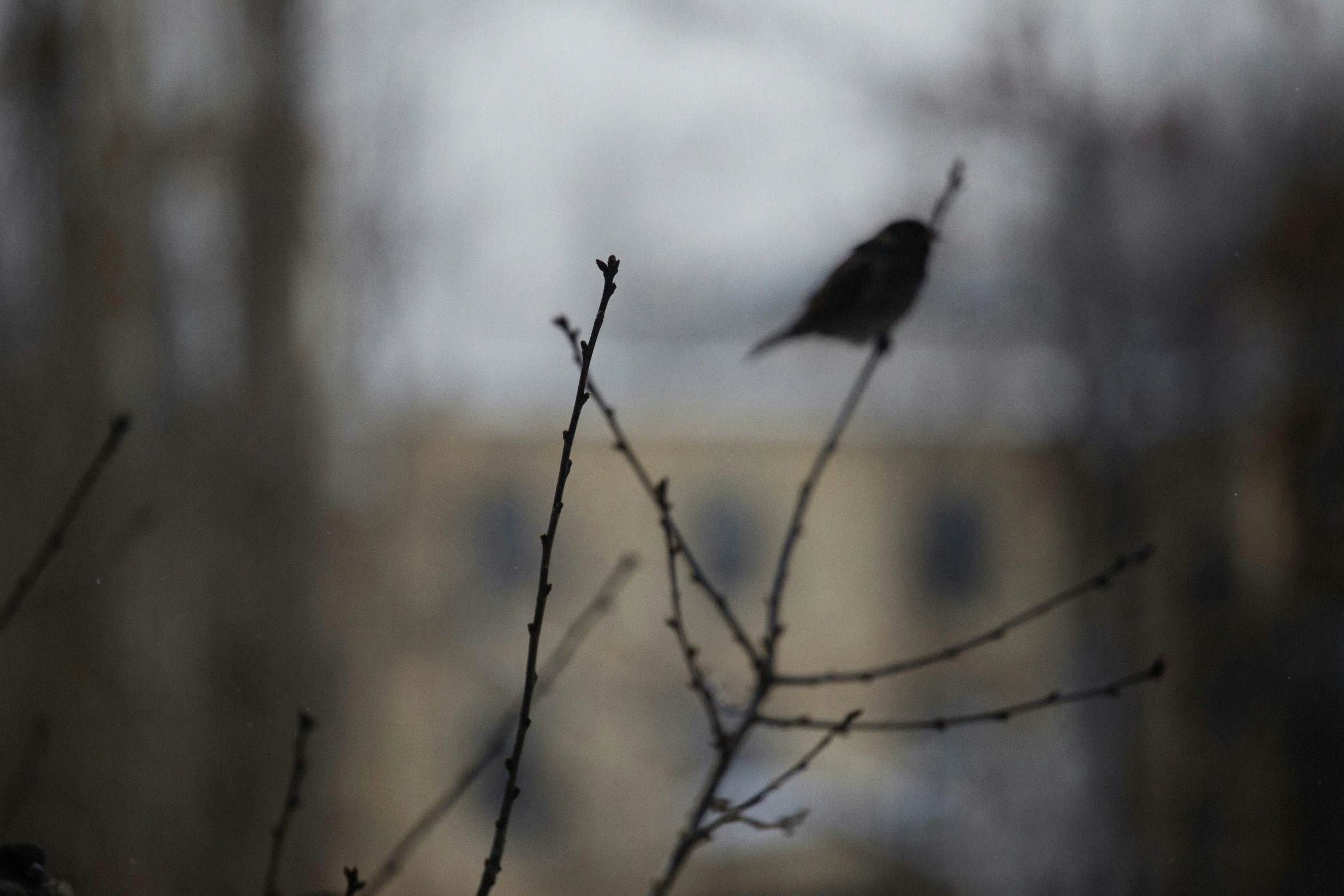 a small bird is sitting on top of a nch