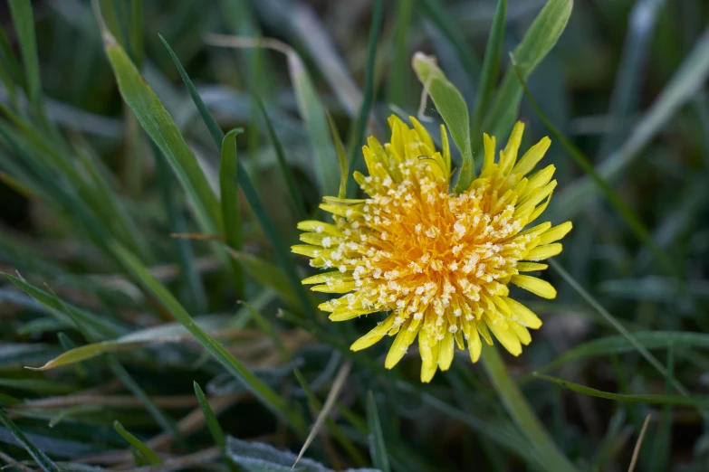 a close - up of the flower with dew on it