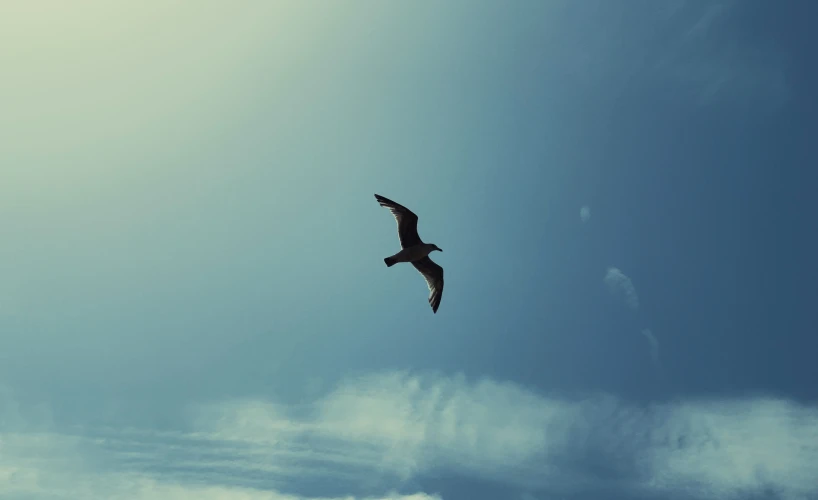 an eagle soaring through the blue cloudy sky