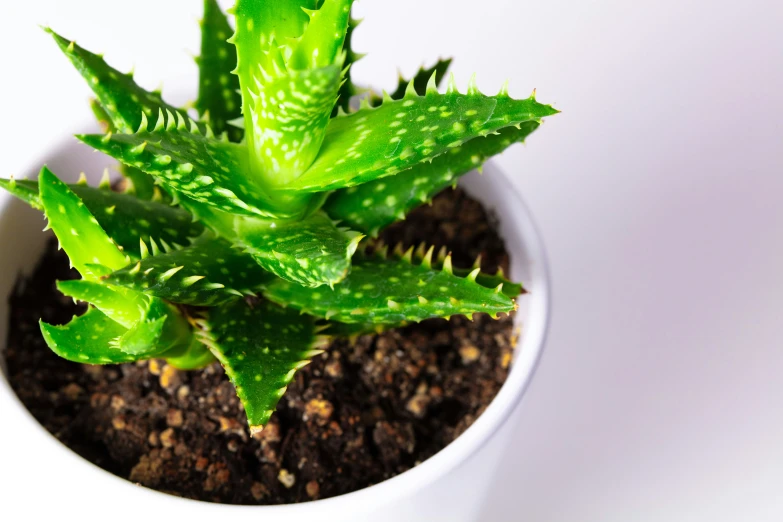 a small white pot with some leaves on it