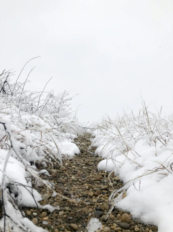 snowy shrubs and rocks along a path in the snow