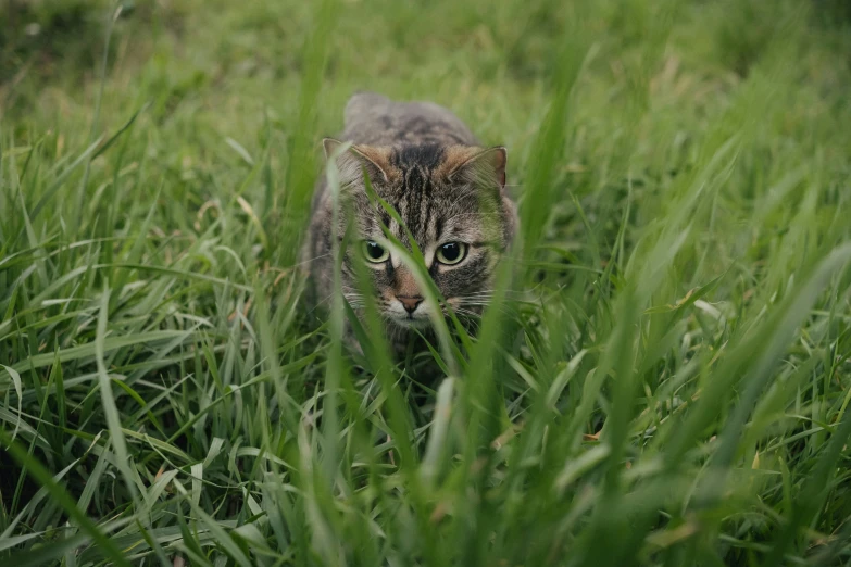 a brown cat sitting in some tall green grass