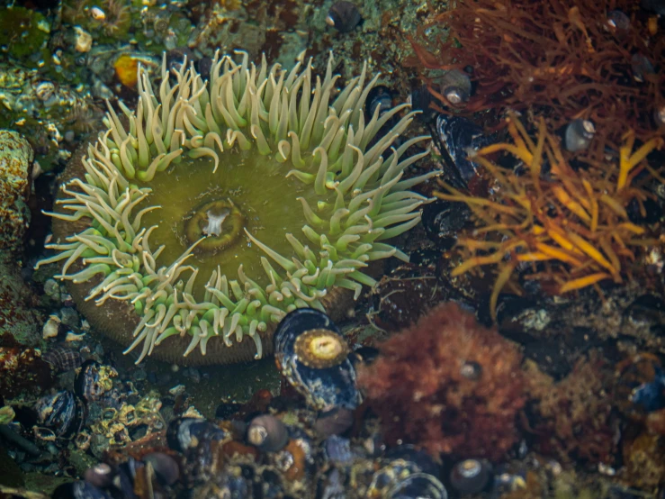 an underwater plant and its life under water