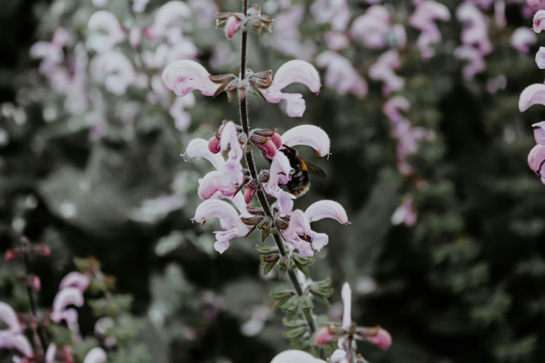 a flower with purple flowers near some trees