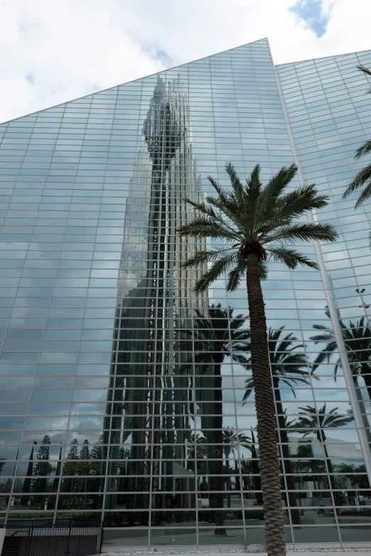 the reflection of a palm tree in a modern building