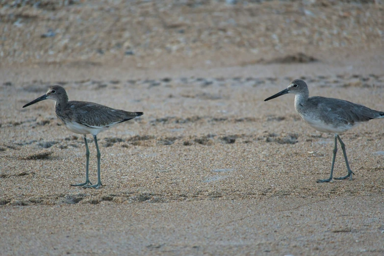 two small birds walking across the sand together