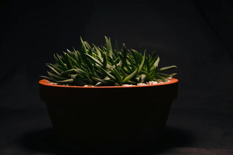 a small potted plant on a black background