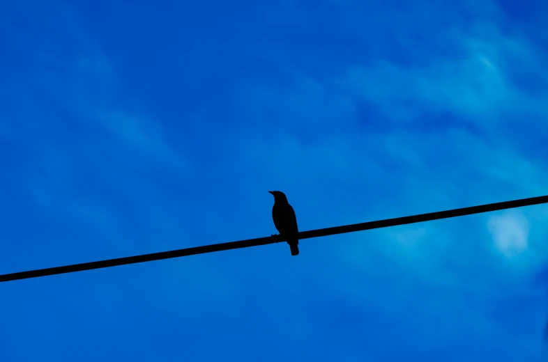 black bird sitting on an electric wire under a cloudy blue sky