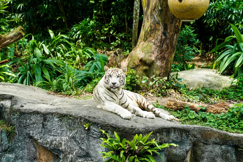 a white tiger lays on top of a rock