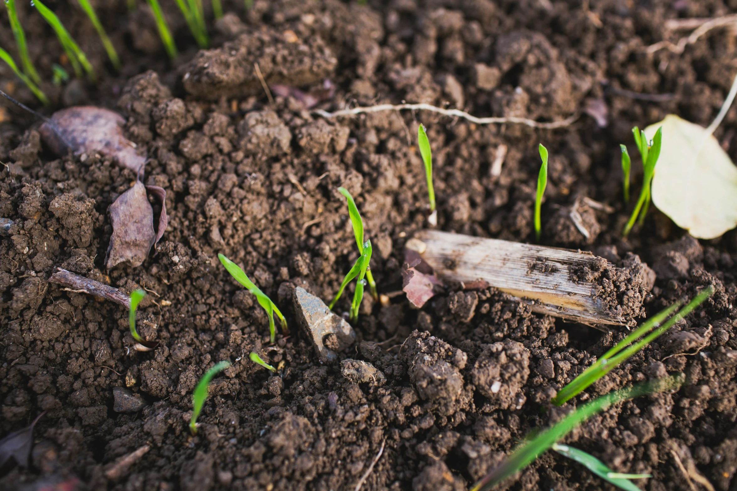 grass sprouts in dirt with little green blades