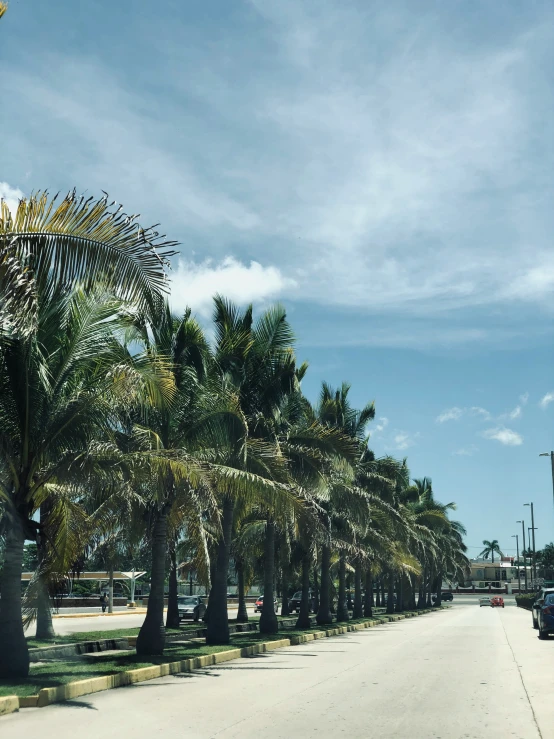 the palm trees line the street on a nice sunny day