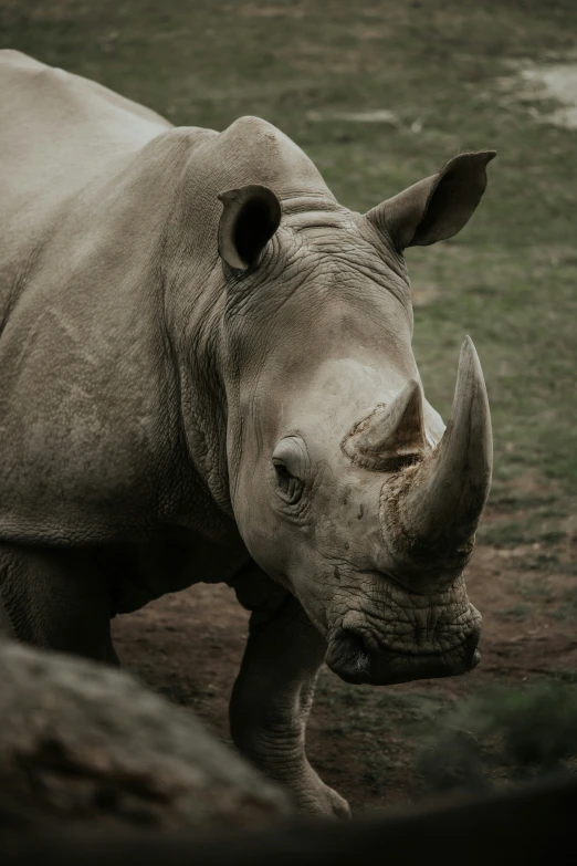 an image of a rhino that is standing in the grass