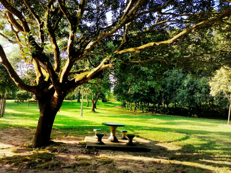 an empty park with a green grass field