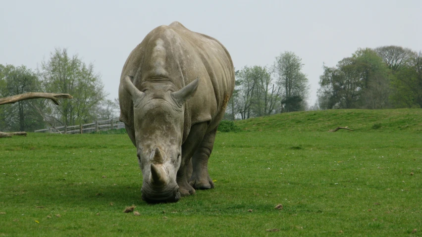 the rhinoceros are eating grass in the pasture