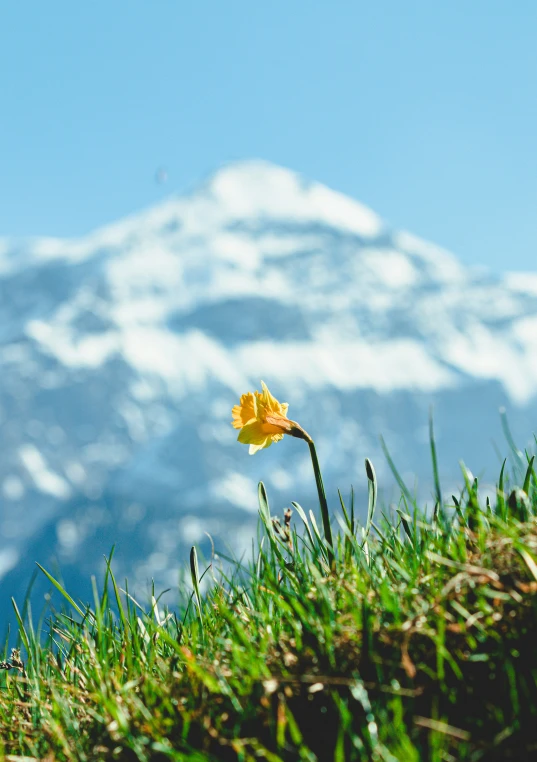 a single flower growing in the grass with snow capped mountains