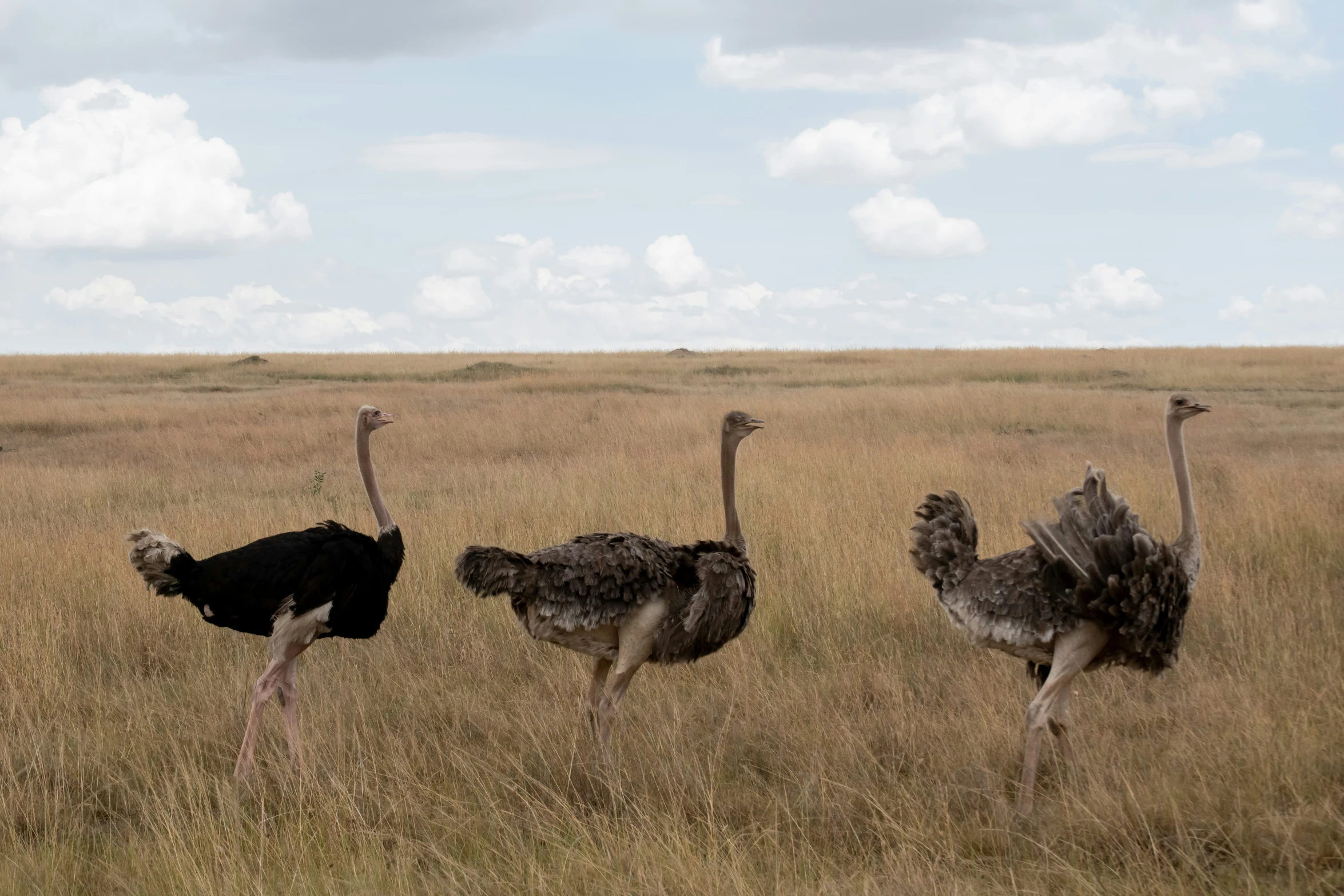 four ostriches are standing in a field of dry grass