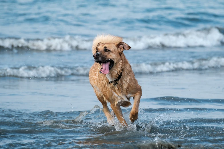 dog running through ocean water with waves crashing behind him
