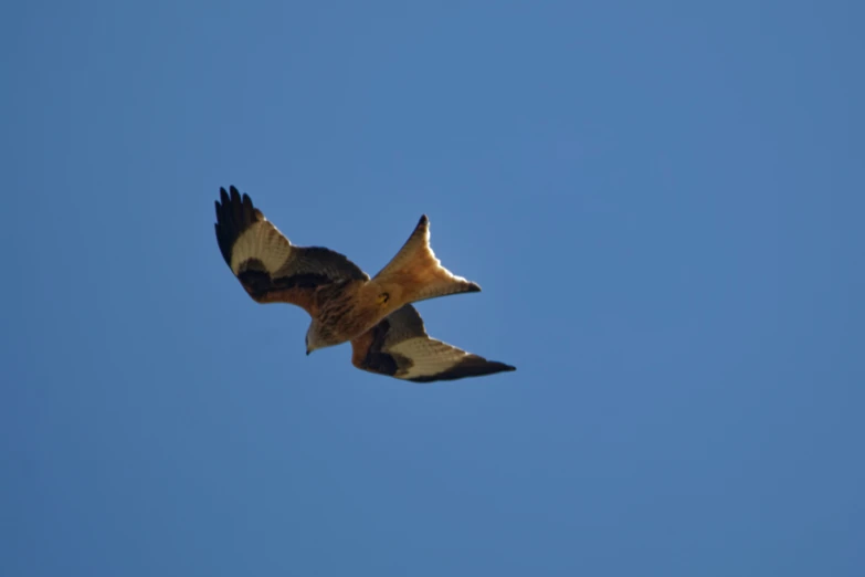 the bird is flying in the clear blue sky