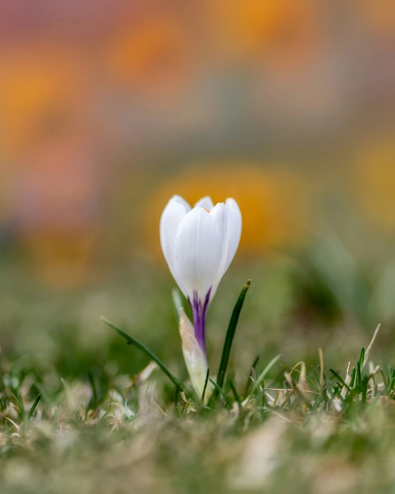 the close up po of white flower is really blurry