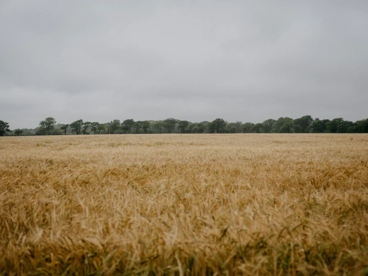 a field full of brown wheat on a cloudy day