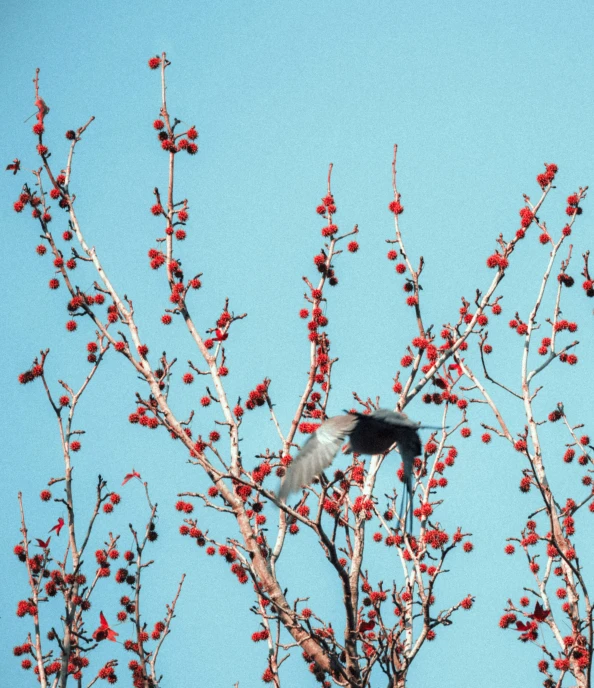 a bird flying on top of a red berry covered tree