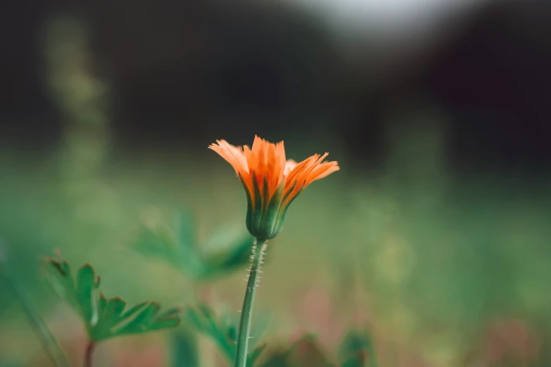 a single flower is placed among a bunch of other flowers